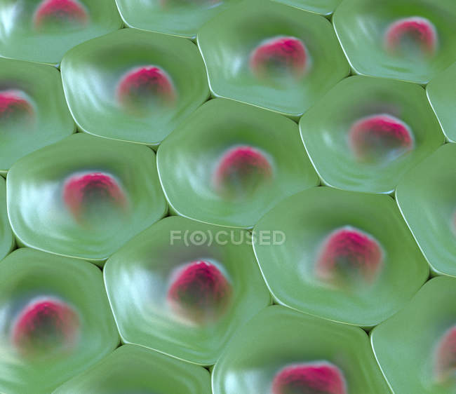 3D-Illustration des grünen Zellmusters mit roten Kernen. — Stockfoto