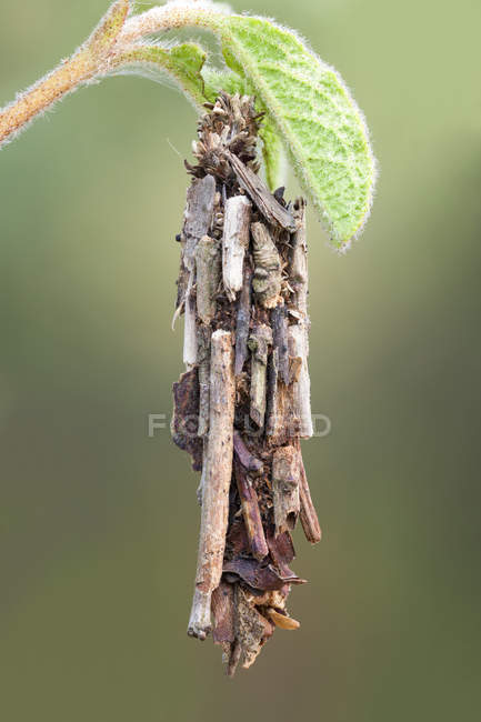 Primer plano de bolsa gusano polilla larva saco cubierto con ramitas . - foto de stock