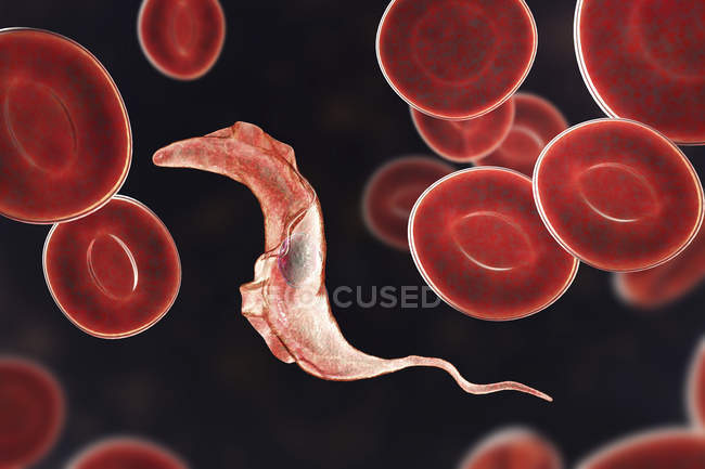 Цифрова ілюстрація паразита трипільської крові, що спричиняє хворобу Чагаса. — стокове фото
