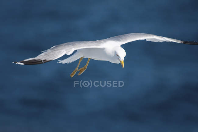 Möwenvogel im Flug mit ausgestreckten Flügeln über dem Meer. — Stockfoto