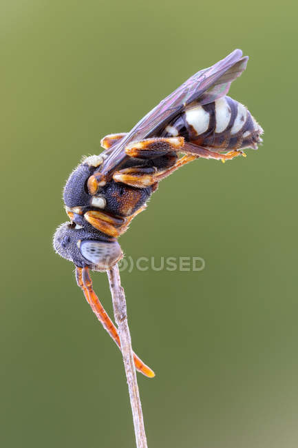 Бджола номада сидить на кінчику рослинної гілки . — стокове фото