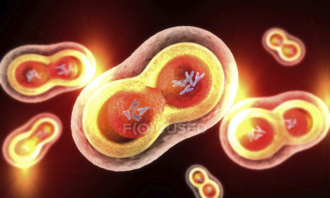 Иллюстрация прозрачных клеток с расщепляющимися ядрами, клеточной мембраной и видимыми хромосомами
. — стоковое фото