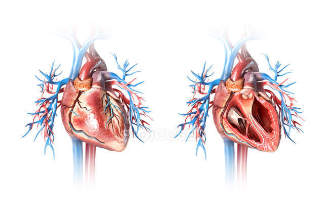 Corazón humano en sección transversal y entero con vasos sobre fondo blanco
. - foto de stock