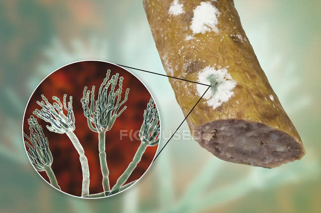 Mouldy smoked sausage and illustration of microscopic fungus Penicillium causing food spoilage and producing antibiotic penicillin. — Stock Photo