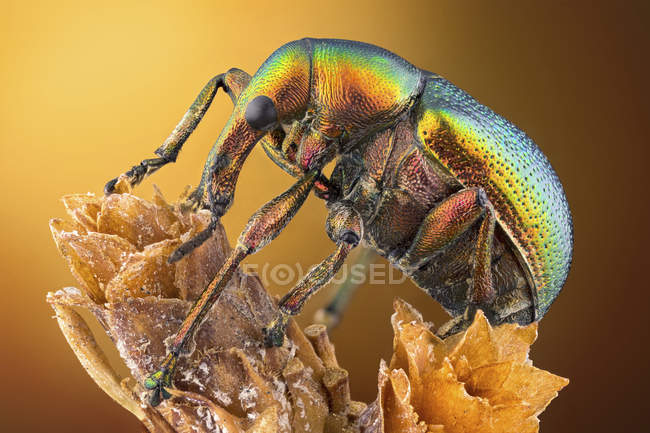 Colorful leaf roller weevil sitting on plant. — Stock Photo