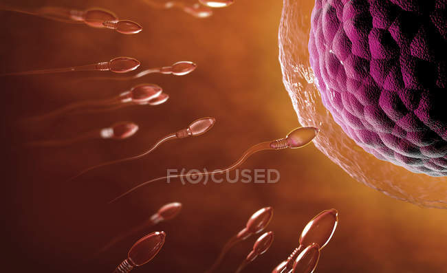 3D-Illustration transparenter Spermien, die in Richtung Eizelle schwimmen. — Stockfoto