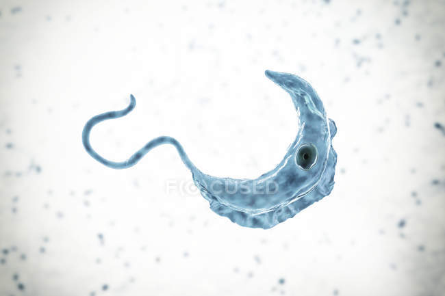 Digitale Illustration des Trypanosom-Protozoen-Parasiten, der durch Blut übertragene Schlafkrankheit verursacht. — Stockfoto