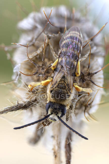 Пчела-галиктида, сидящая на кустах дикорастущего растения . — стоковое фото