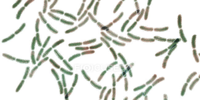 Лактобацила бактерій в людській мікробній кишечнику, цифрова ілюстрація. — стокове фото