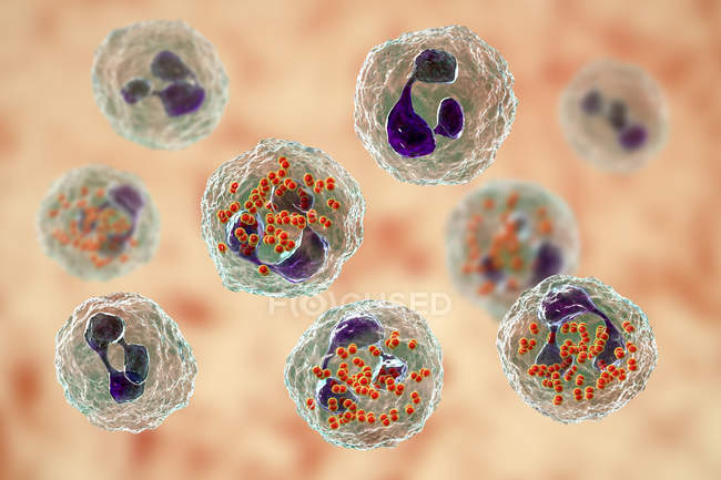Цифрова ілюстрація Неосеріалу бактерії всередині нейтрофілів білих кров'яних тілець. — стокове фото