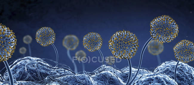 Abstract fungus, scientific digital illustration. — Stock Photo