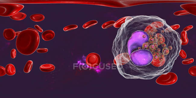 Glóbulos blancos eosinófilos en los vasos sanguíneos, ilustración digital que muestra núcleos lobulados
. - foto de stock