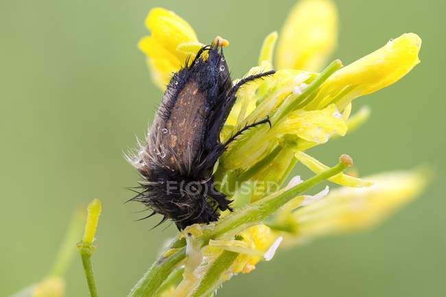 Hummel-Skarabäus-Käfer schläft auf gelber Wildblume. — Stockfoto