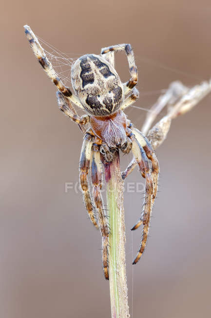 Close-up of furrow spider on tip of wild plant stem. — Stock Photo