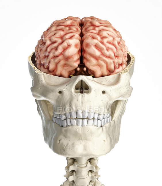 Поперечное сечение черепа человека с мозгом на белом фоне
. — стоковое фото