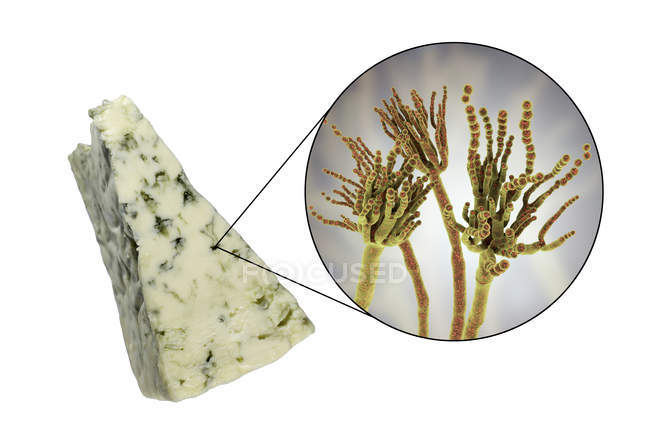 Рокфор сыр и цифровая иллюстрация гриба Penicillium roqueforti
. — стоковое фото