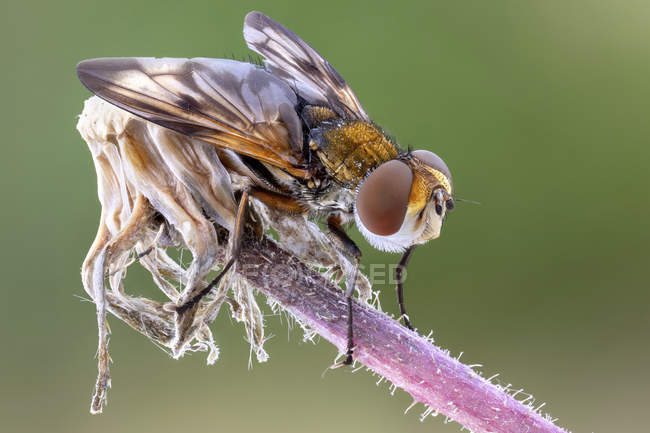 Primer plano de la mosca taquínida posada sobre una planta silvestre . - foto de stock