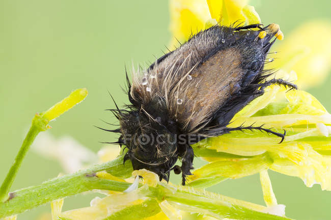 Close-up de besouro escaravelho abelha escaravelho dormindo na flor silvestre
. — Fotografia de Stock