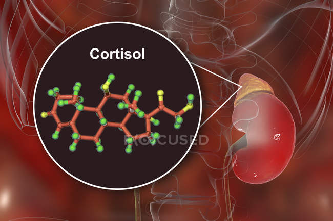 Modelo molecular de hormona cortisol e ilustración digital de la glándula suprarrenal
. - foto de stock