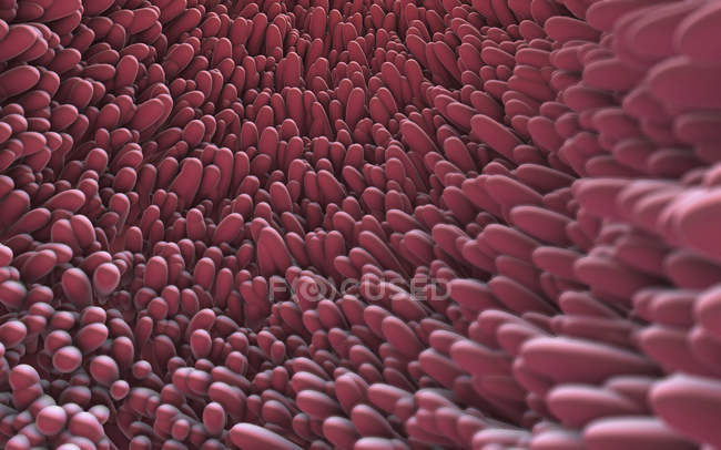 Ilustración 3d de proyecciones de vellosidades similares a dedos intestinales que se extienden en la luz del intestino delgado - foto de stock