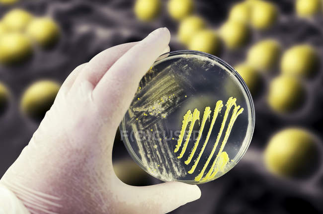 Image composite de cultures bactériennes et fongiques dans une boîte de Pétri à la main d'un scientifique devant une illustration microbienne . — Photo de stock