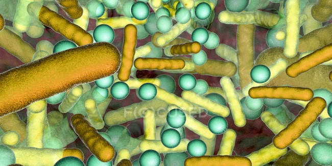 Bacterias esféricas y en forma de varilla dentro del biofilm, ilustración digital
. — Stock Photo