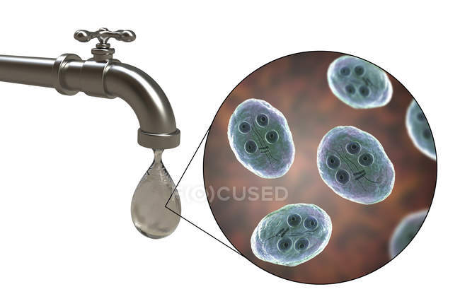Sicherheit von Trinkwasser. konzeptionelle Illustration mit Zysten des Giardia intestinalis Parasiten in Wassertropfen aus dem Wasserhahn. — Stockfoto