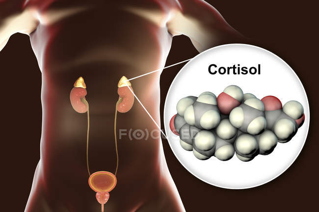 Молекулярная модель гормонального кортизола и цифровая иллюстрация надпочечников
. — стоковое фото