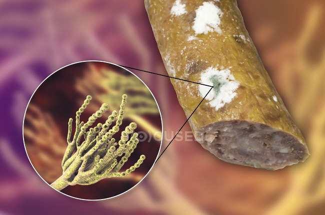 Embutido ahumado mohoso e ilustración del hongo microscópico Penicillium que causa deterioro de los alimentos y produce penicilina antibiótica . - foto de stock