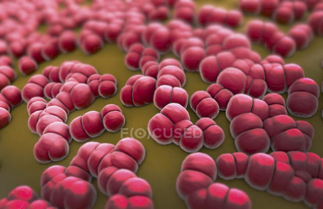 3d illustration of red colored Meningococcus meningitis bacteria pathogens. — Stock Photo