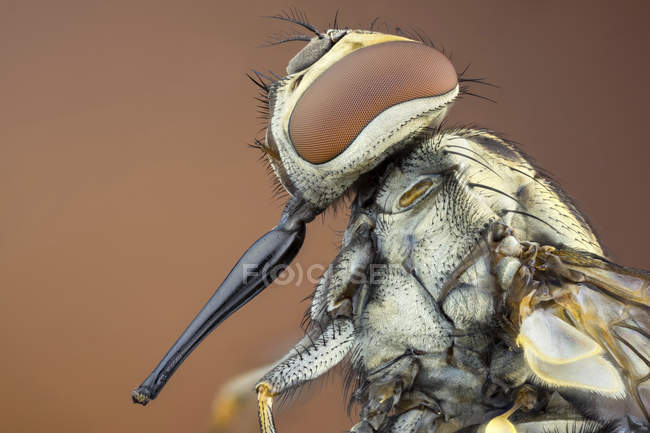 Стабильная муха с большим хоботком, крупным планом . — стоковое фото