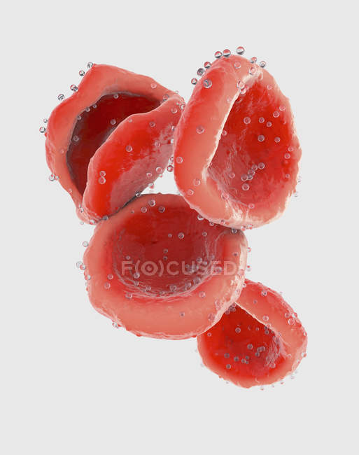 Ilustração 3d dos eritrócitos dos glóbulos vermelhos
. — Fotografia de Stock