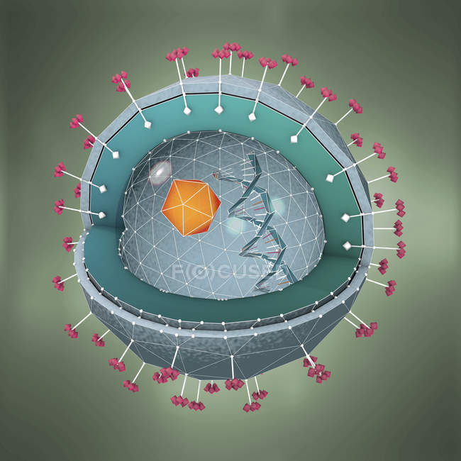 3d иллюстрация поперечного сечения патогена гепатита с ДНК, ядром клетки и рецепторами
. — стоковое фото