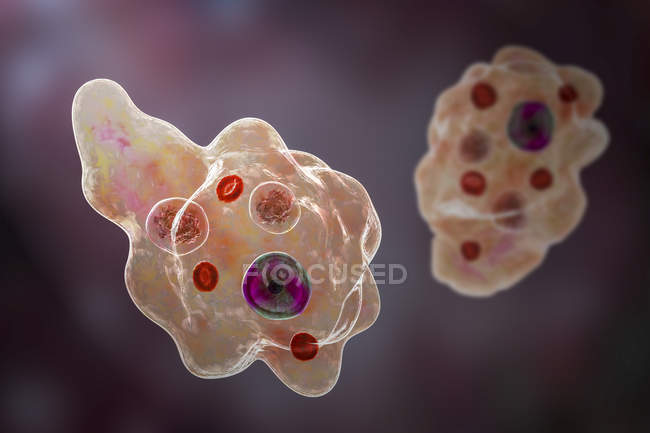 Entamoeba gingivalis паразитический патоген одноклеточный простейший, амебы в полости рта, цифровая иллюстрация . — стоковое фото