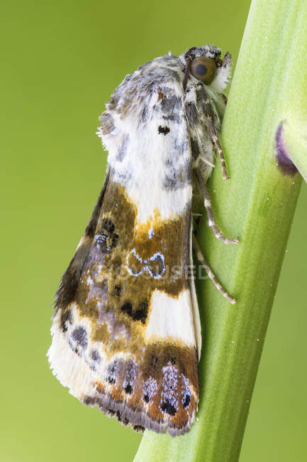 Gros plan du papillon nocturne sur la tige d'une plante sauvage . — Photo de stock