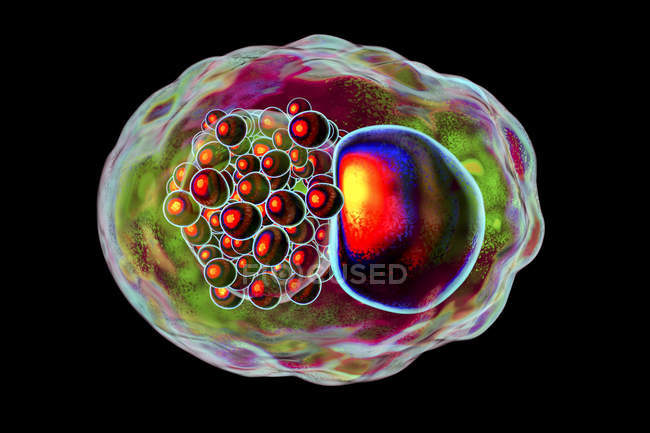 Цифровая иллюстрация, показывающая включение в состав хламидиоза ретикулярных тел вблизи ядра клетки
. — стоковое фото