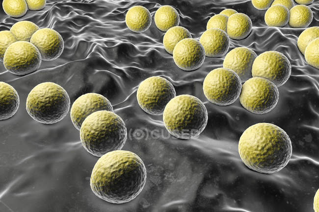Аеробні грампозитивні бактерії Micrococcus luteus, цифрова ілюстрація . — стокове фото