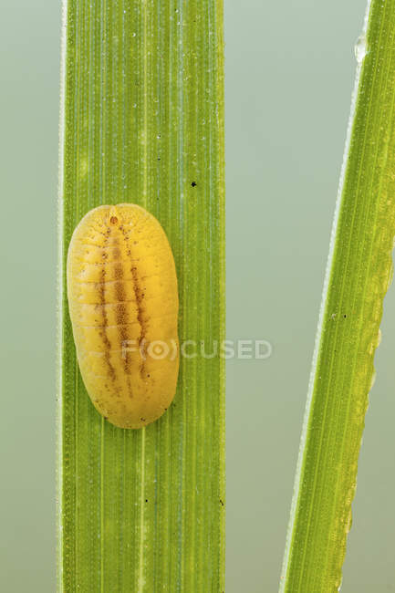 Slug caterpillar nymph on green leaf. — Stock Photo