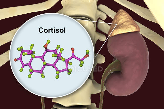 Modèle moléculaire du cortisol hormonal et illustration numérique de la glande surrénale . — Photo de stock