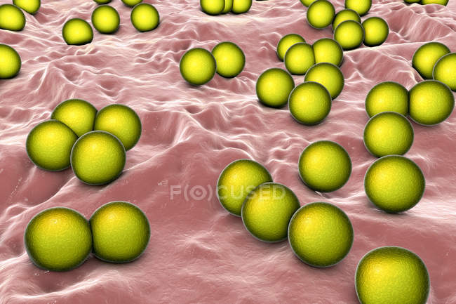 Аеробні грампозитивні Мікрококс-бактерії, цифрова ілюстрація. — стокове фото