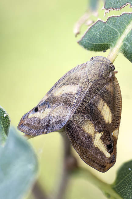 Close-up of leaf hopper sitting among leaves. — Stock Photo