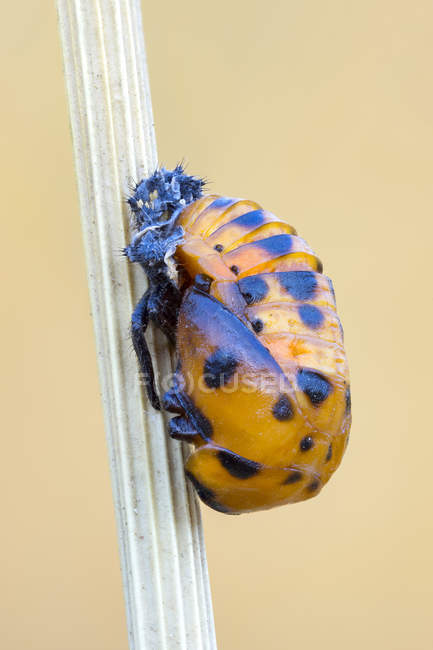 Nahaufnahme einer Marienkäferlarve im Puppenstadium am Stiel. — Stockfoto