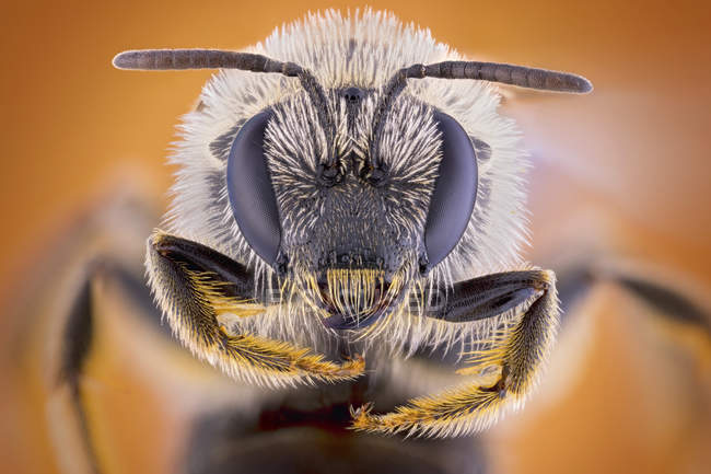 Schweißbiene in detaillierter Porträtaufnahme. — Stockfoto