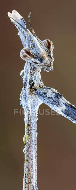 Primer plano del retrato detallado del insecto de la mantis religiosa . - foto de stock