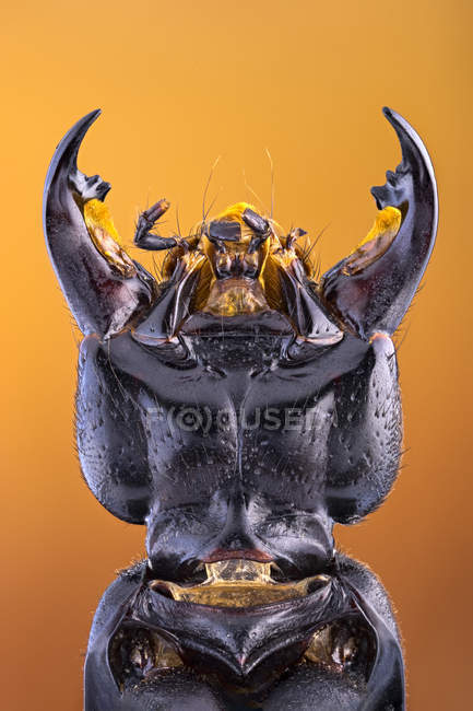 Close-up de demônios treinador besouro cavalo com grandes mandíbulas . — Fotografia de Stock