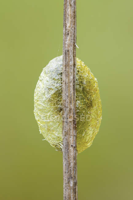 Крупный план кокона гусеницы, прикрепленного к тонкому стеблю . — стоковое фото