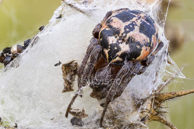 Close-up of orb weaver spider guarding nest in net. — Stock Photo