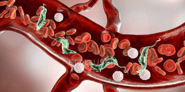 Цифровая иллюстрация трипаносомных паразитов, вызывающих болезнь Шагаса в кровеносных сосудах
. — стоковое фото