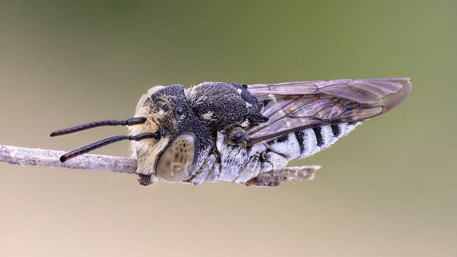 Close-up of leaf cutting cuckoo bee at tip of thin branch. — Stock Photo