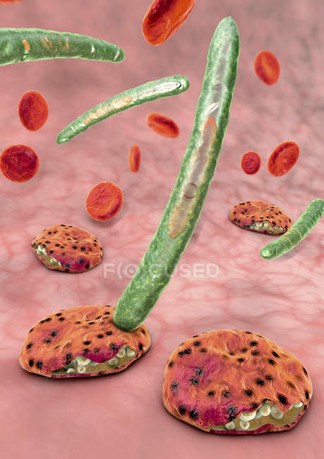 3D ілюстрація клітин крові і Плазмодій паразитів, що викликають малярію. — стокове фото
